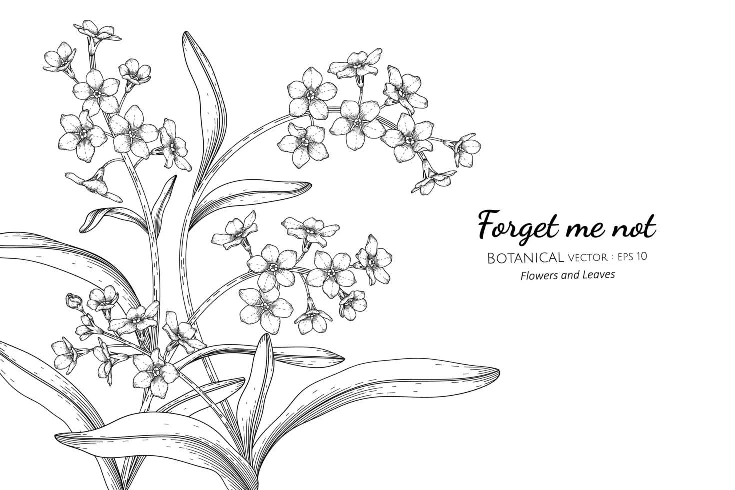 Forget me not flower and leaf hand drawn botanical illustration with line art vector