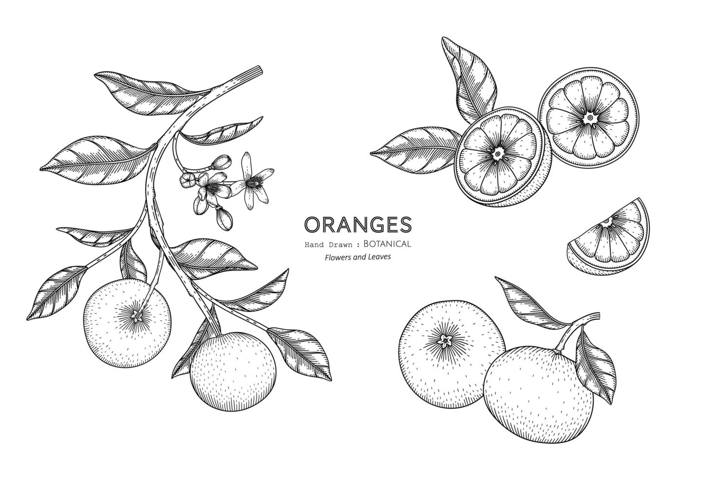 Oranges fruit hand drawn botanical illustration with line art vector