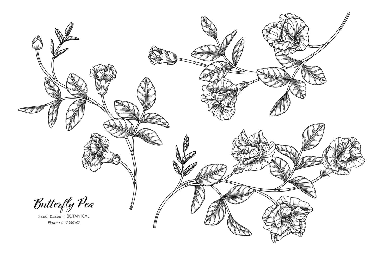 flor de guisantes de mariposa y hojas dibujadas a mano ilustración botánica con arte lineal vector