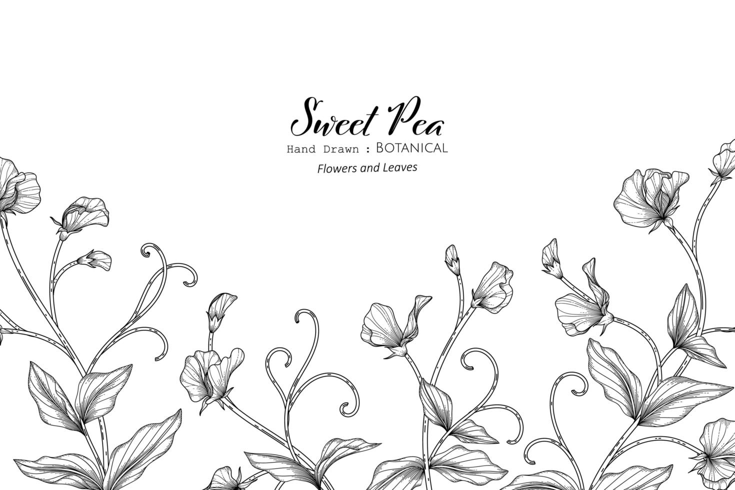 Sweet peas flower and leaf hand drawn botanical illustration with line art vector