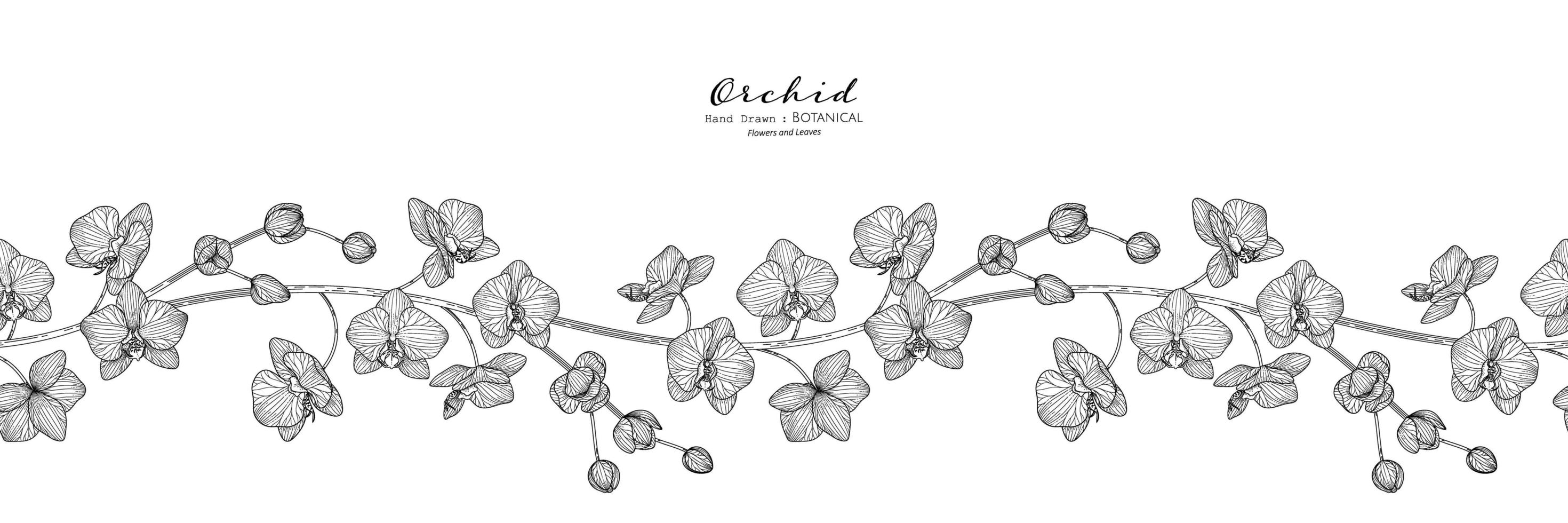 Seamless pattern Orchid flower and leaf hand drawn botanical illustration with line art vector