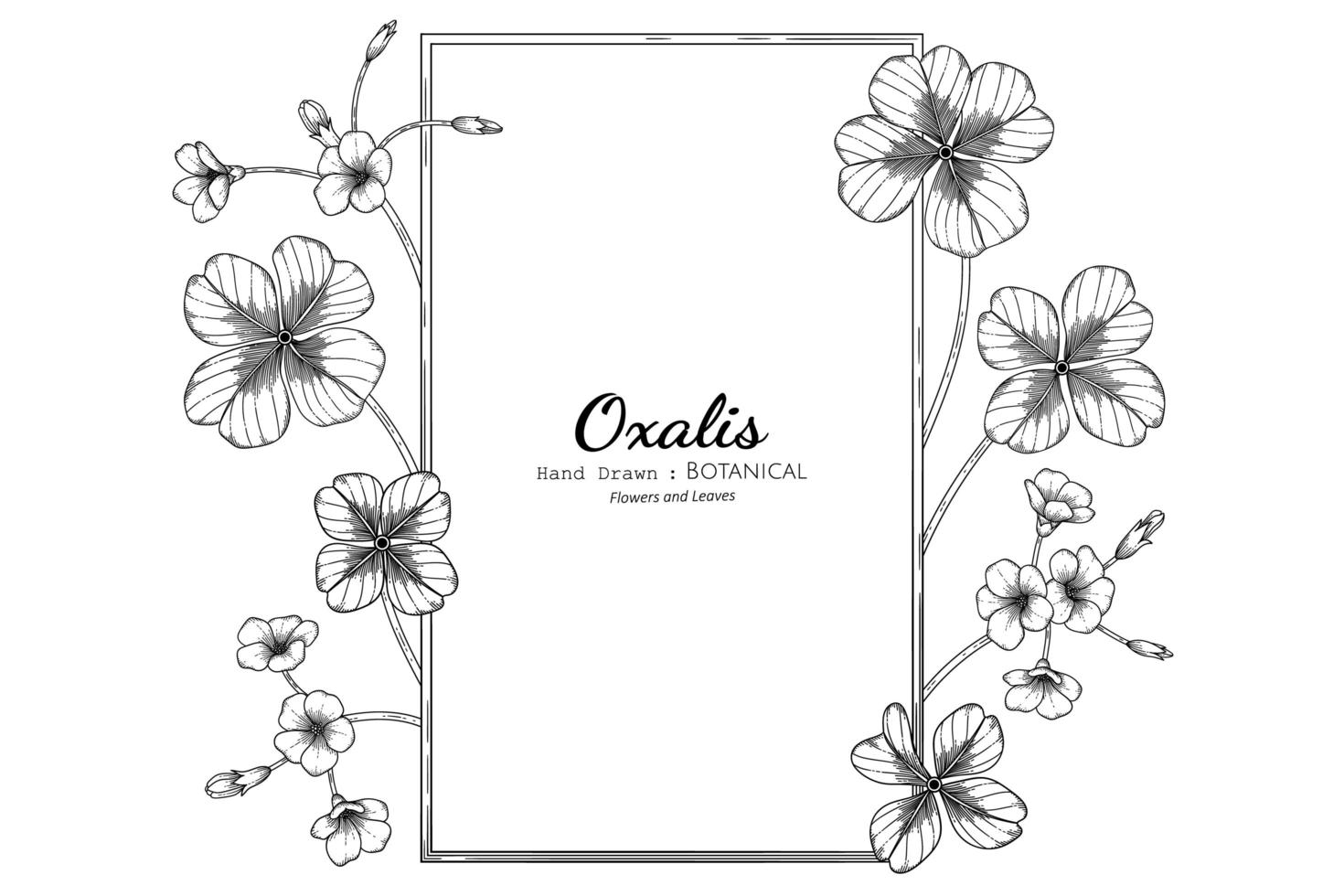 Oxalis flower and leaf hand drawn botanical illustration with line art vector