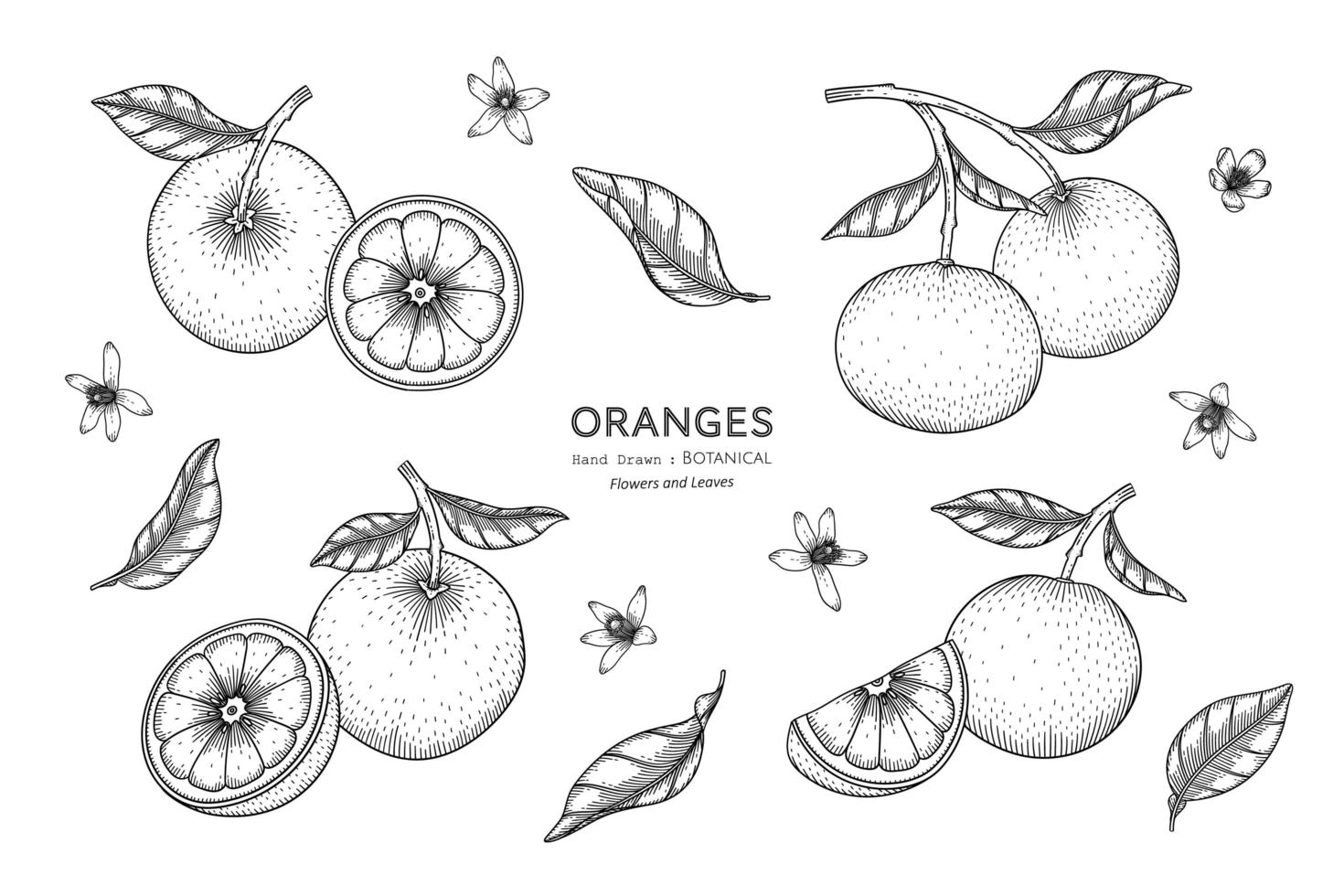 Oranges fruit hand drawn botanical illustration with line art vector