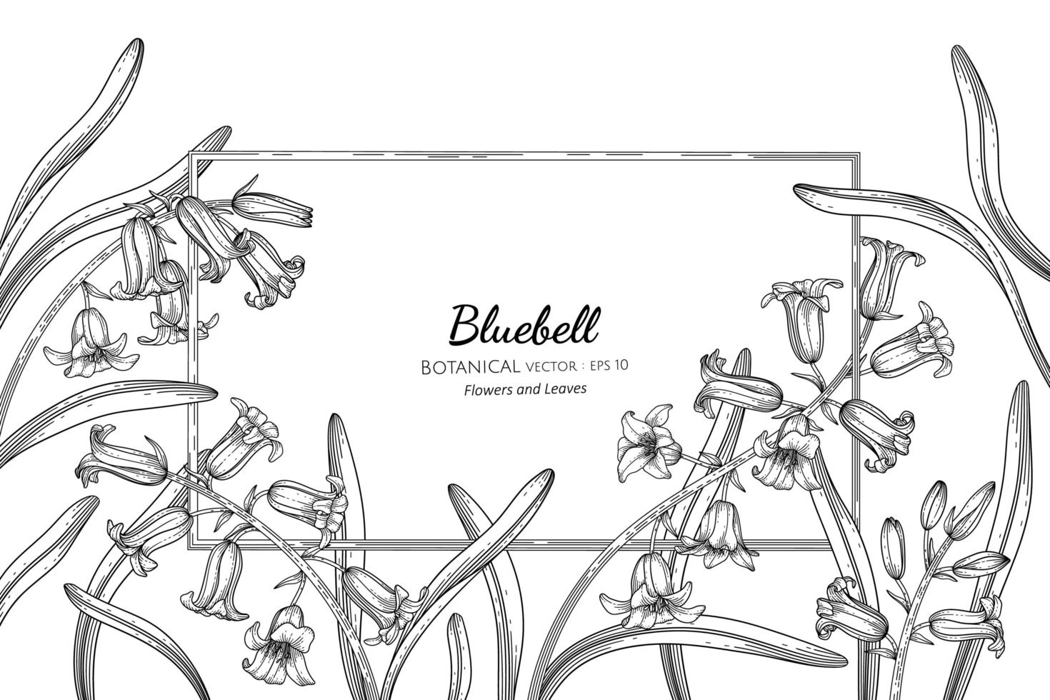 Bluebell flower and leaf hand drawn botanical illustration with line art vector