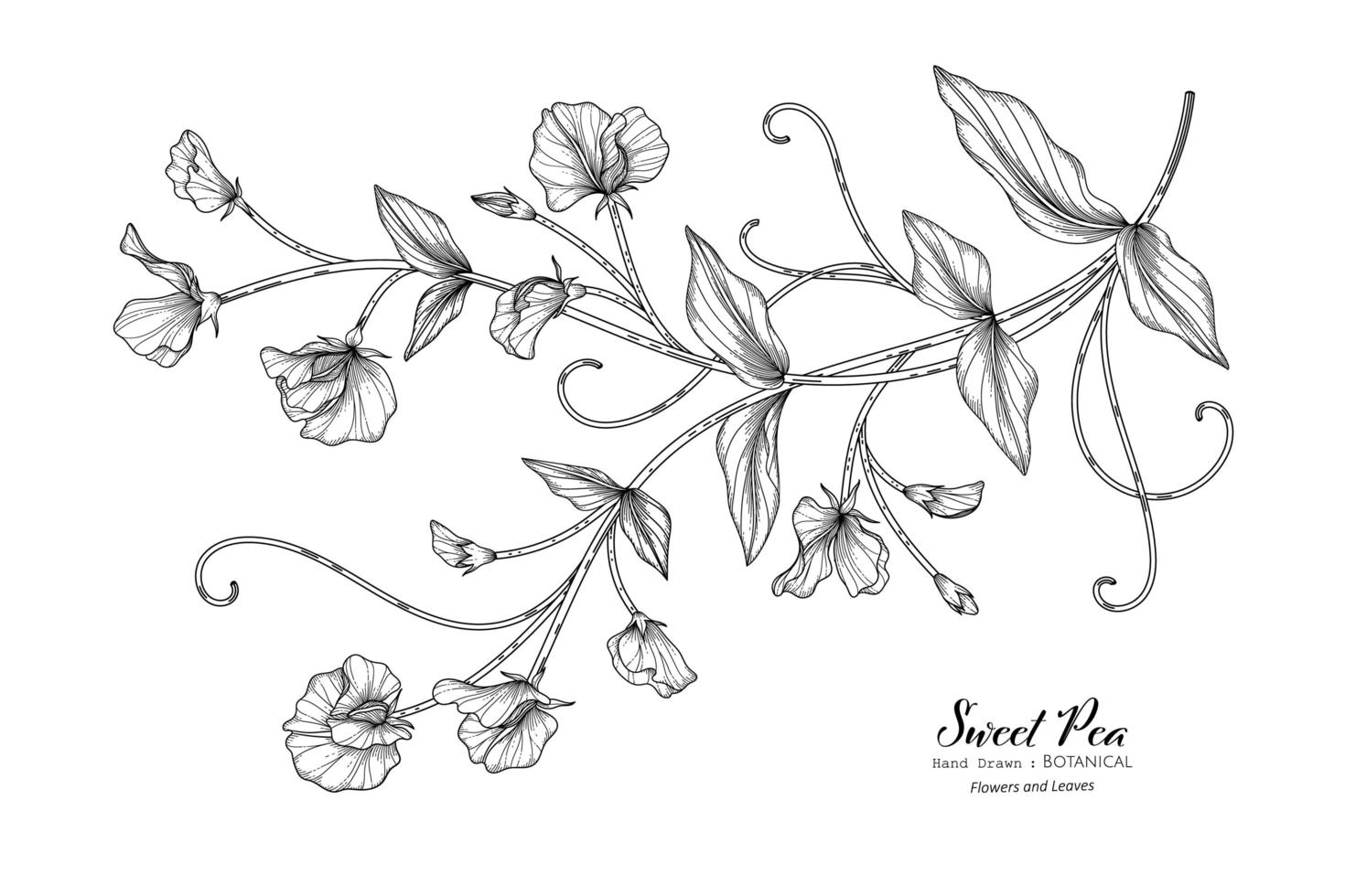 flor de guisantes y hojas dibujadas a mano ilustración botánica con arte lineal vector