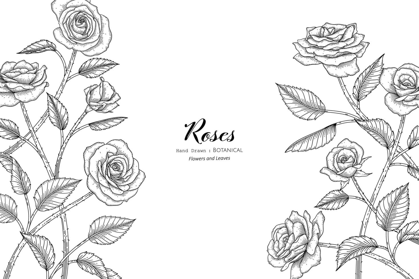 Roses flower and leaf hand drawn botanical illustration with line art vector