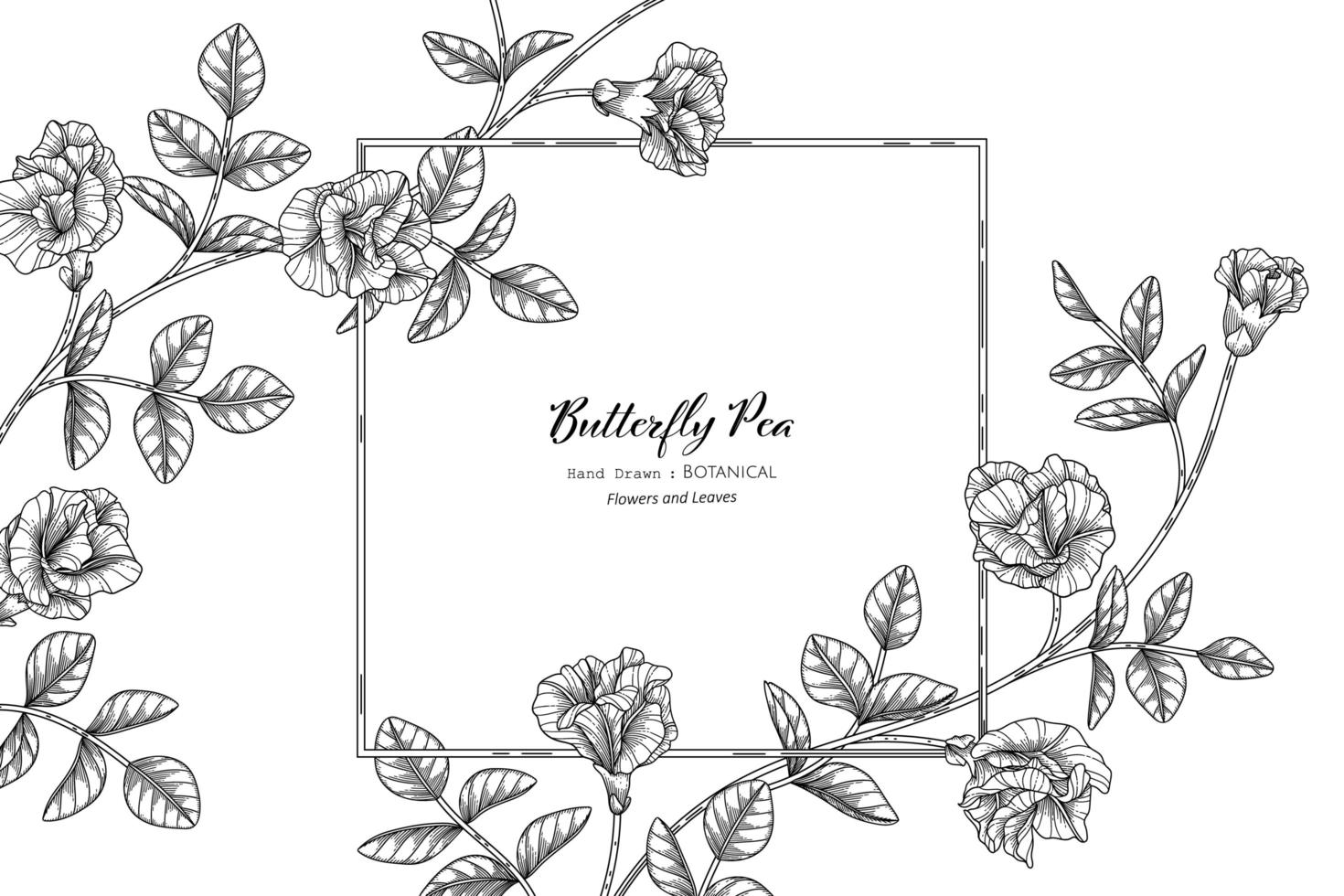 Butterfly peas flower and leaf hand drawn botanical illustration with line art vector