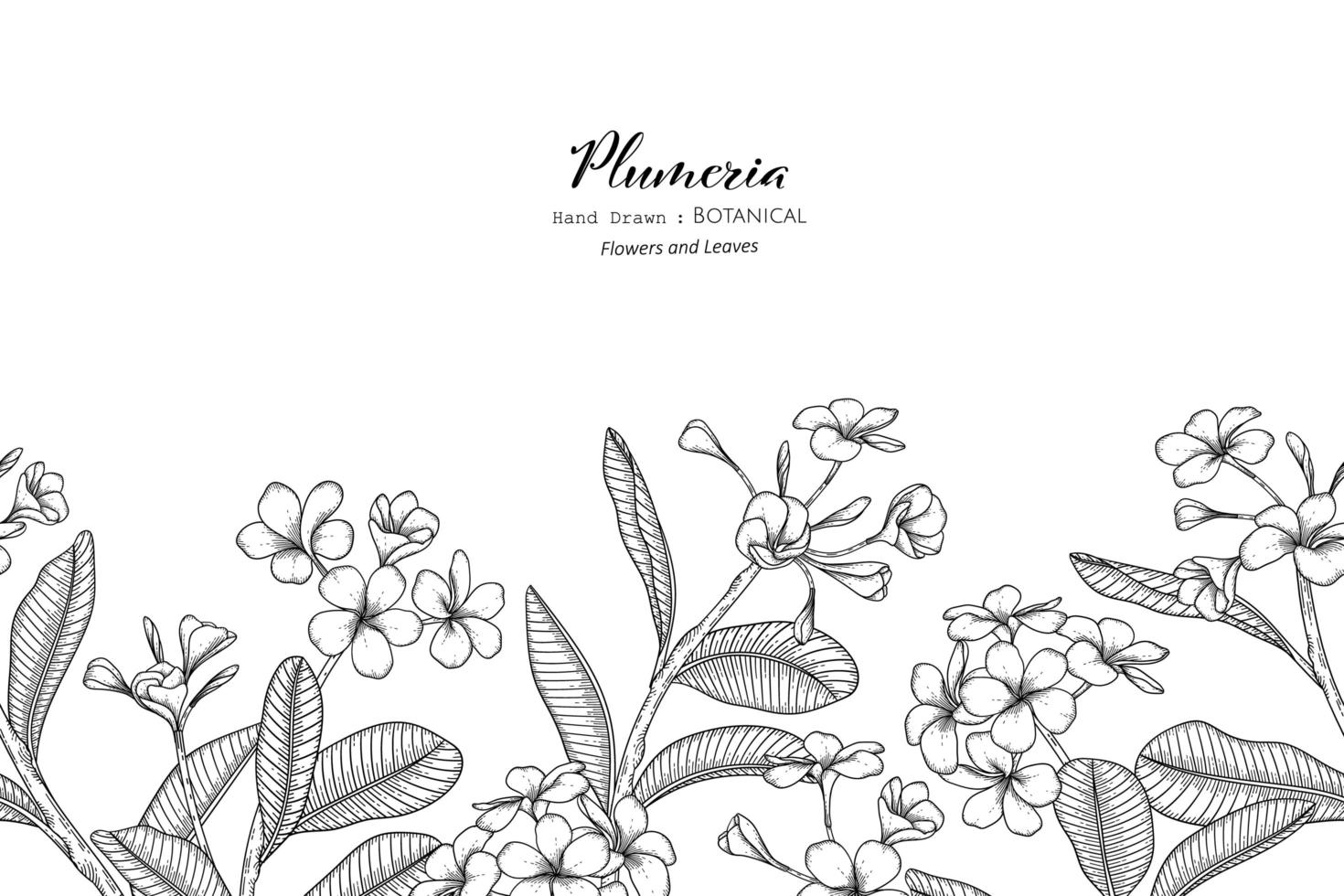 flor de plumeria de patrones sin fisuras y hojas dibujadas a mano ilustración botánica con arte lineal vector