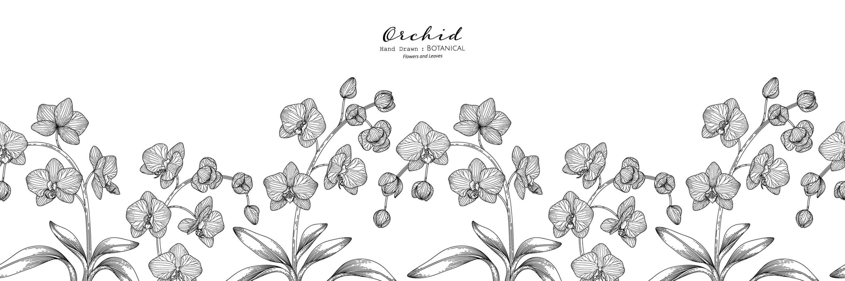 Seamless pattern Orchid flower and leaf hand drawn botanical illustration with line art vector