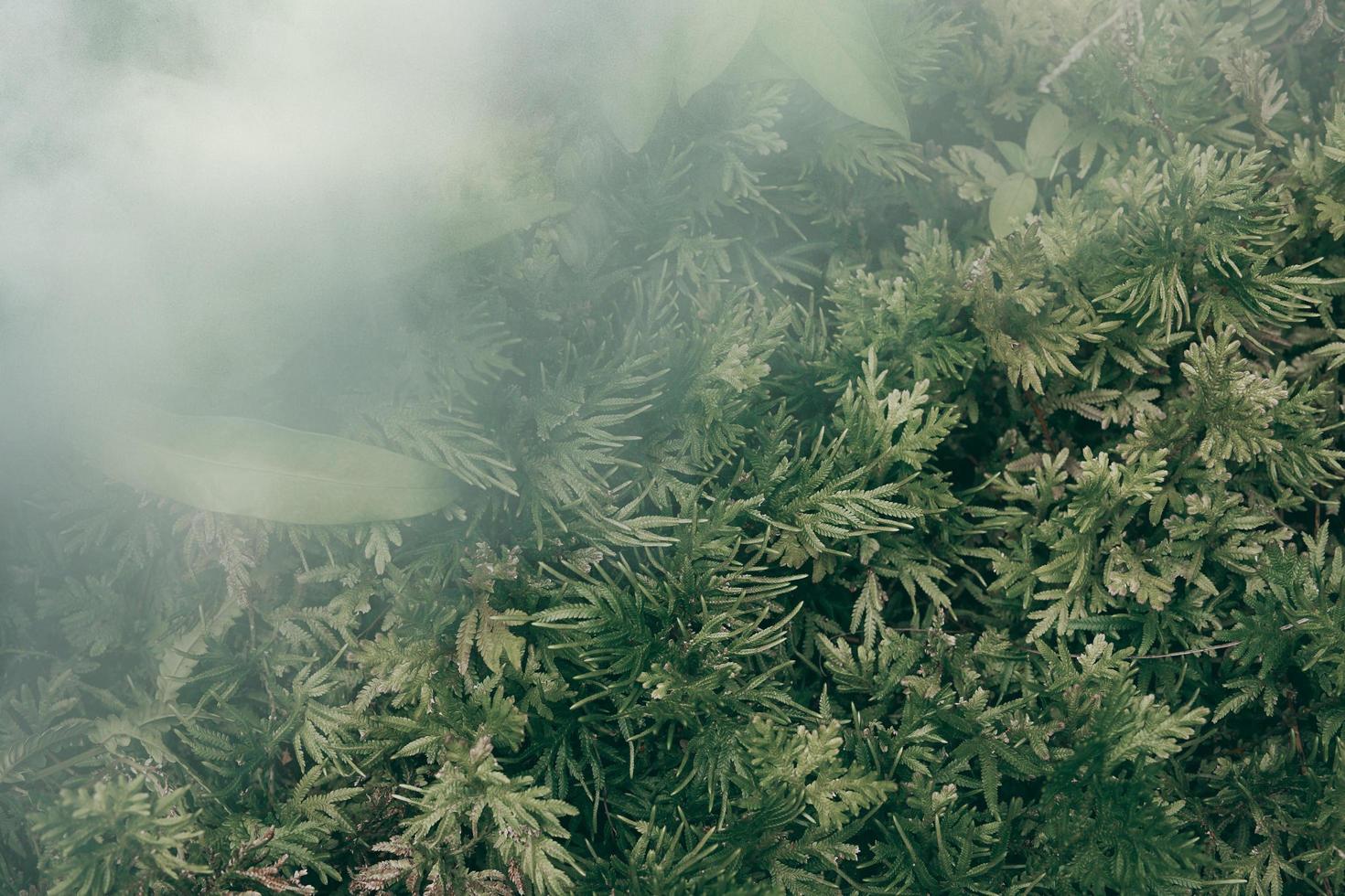 jardín vertical con hoja verde tropical con niebla y lluvia tono oscuro foto