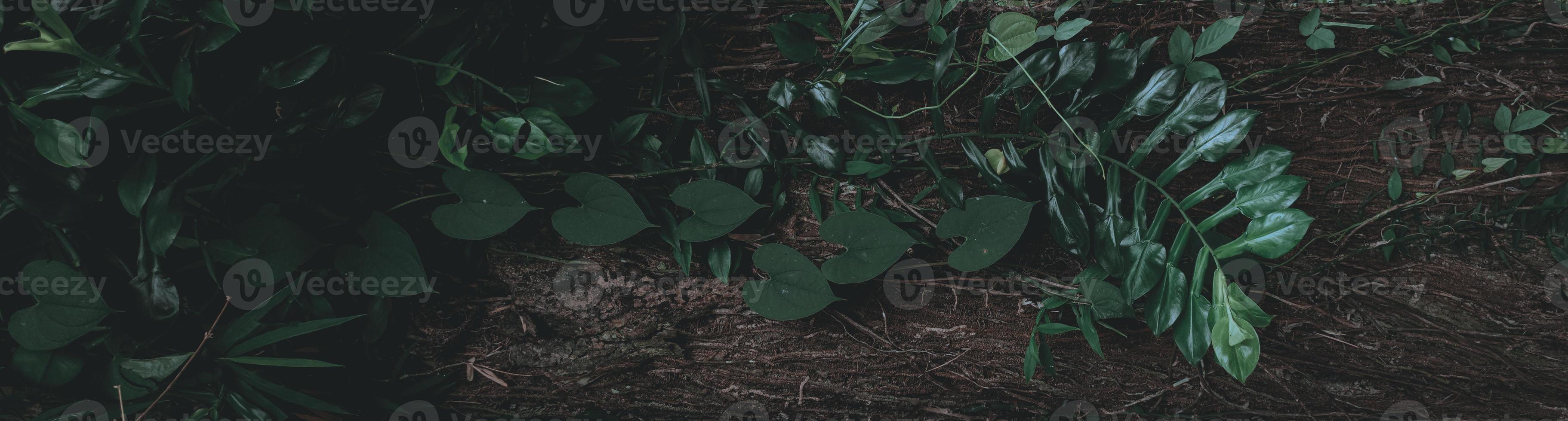 Tropical green leaf background Dark tone theme photo