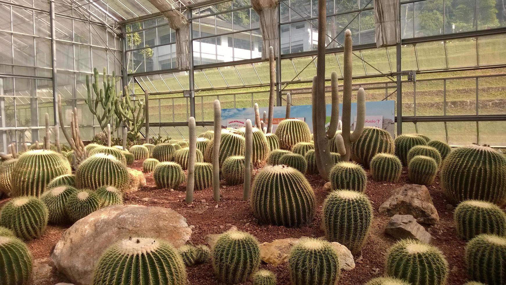 cactus garden background 2543938 Stock Photo at Vecteezy