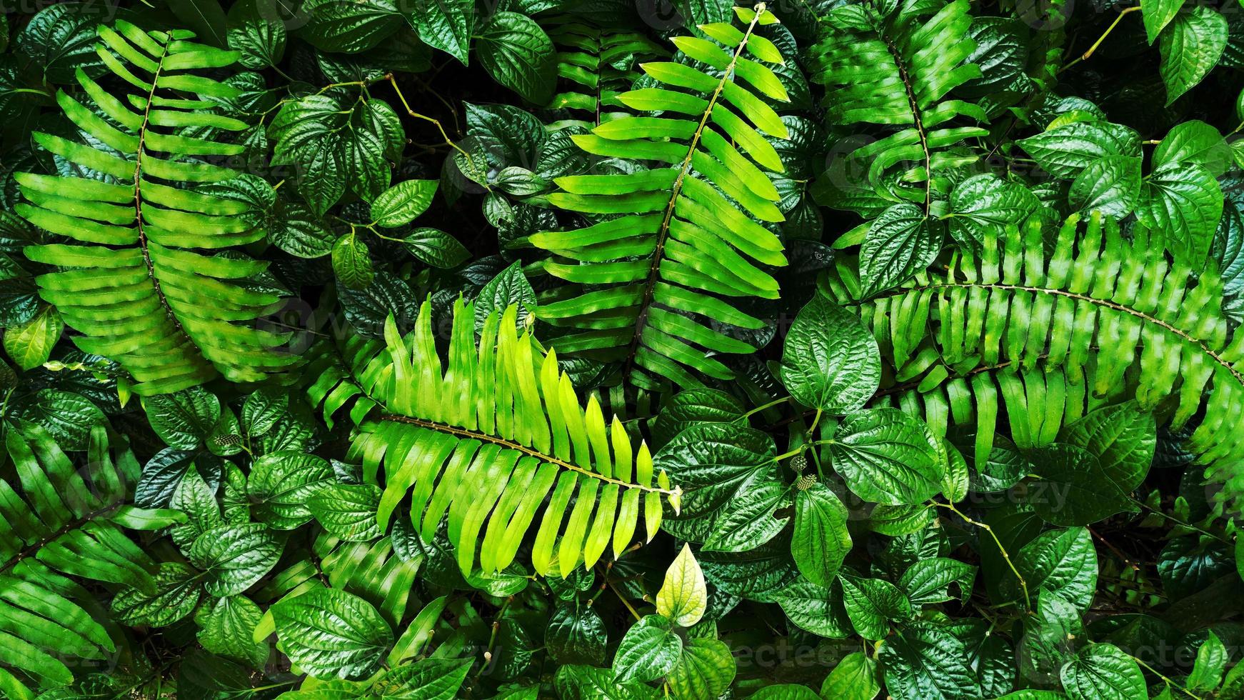 tropical green leaf photo