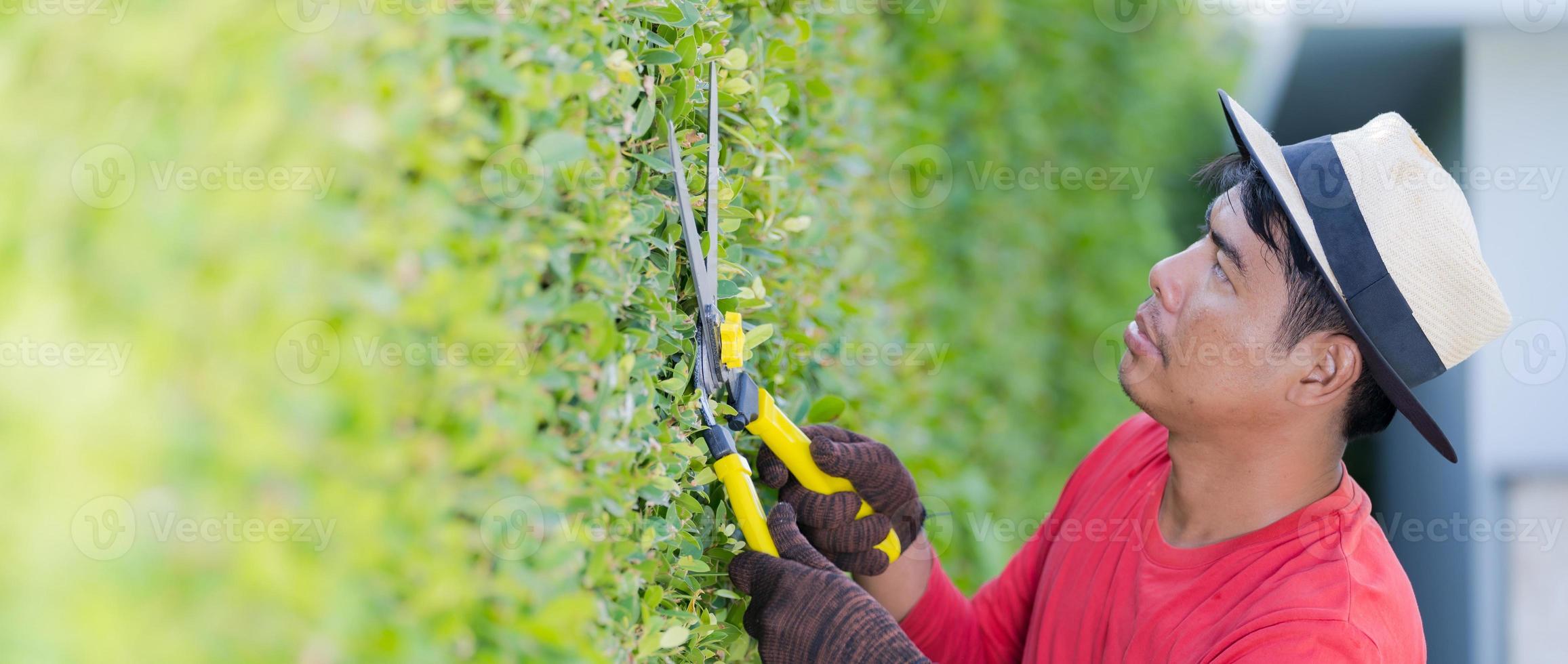 Man working in garden is pruning of ornamental trees at home in morning photo