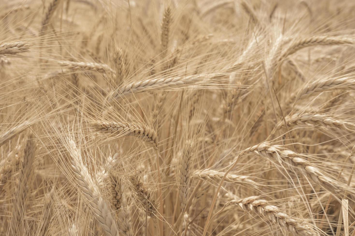 rye field wallpaper photo