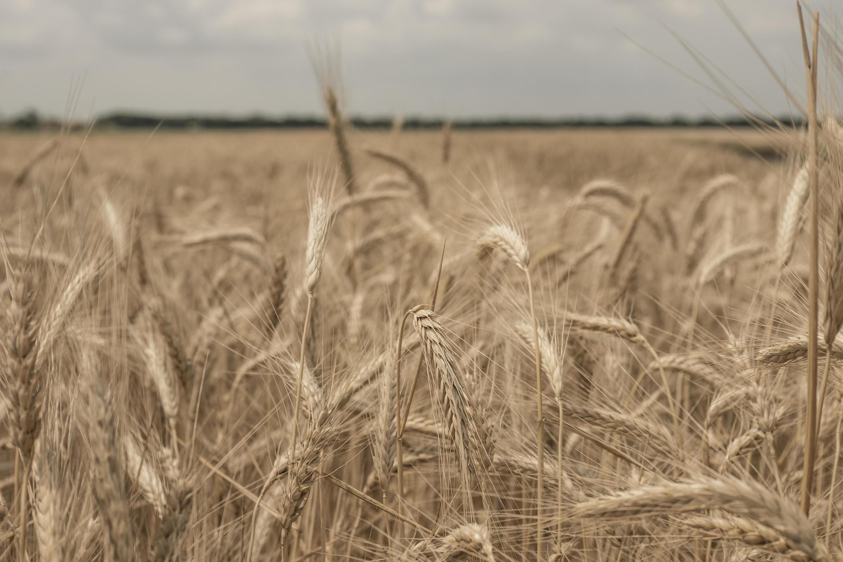 rye field wallpaper 2544779 Stock Photo at Vecteezy