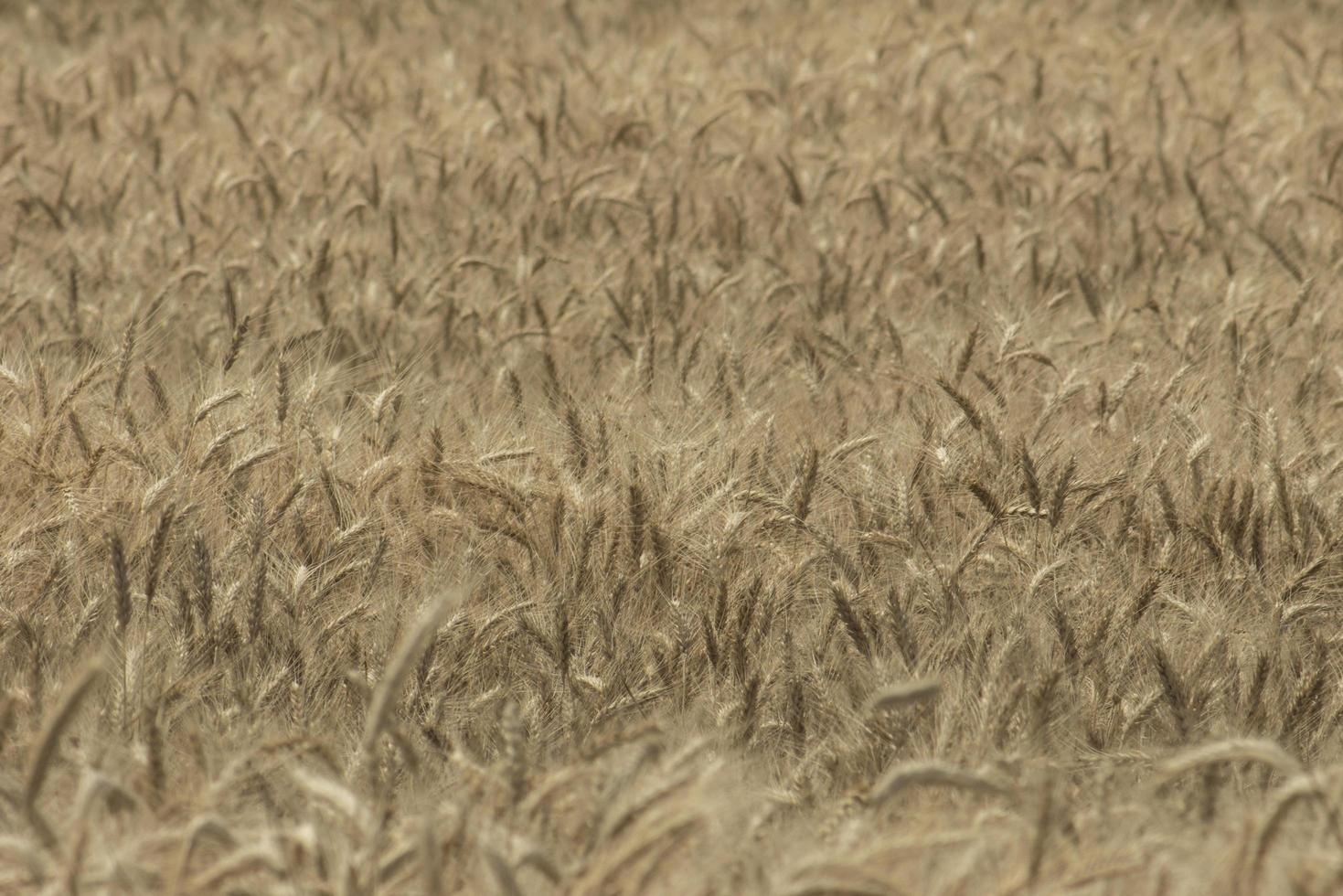 rye field Wheat wallpaper photo