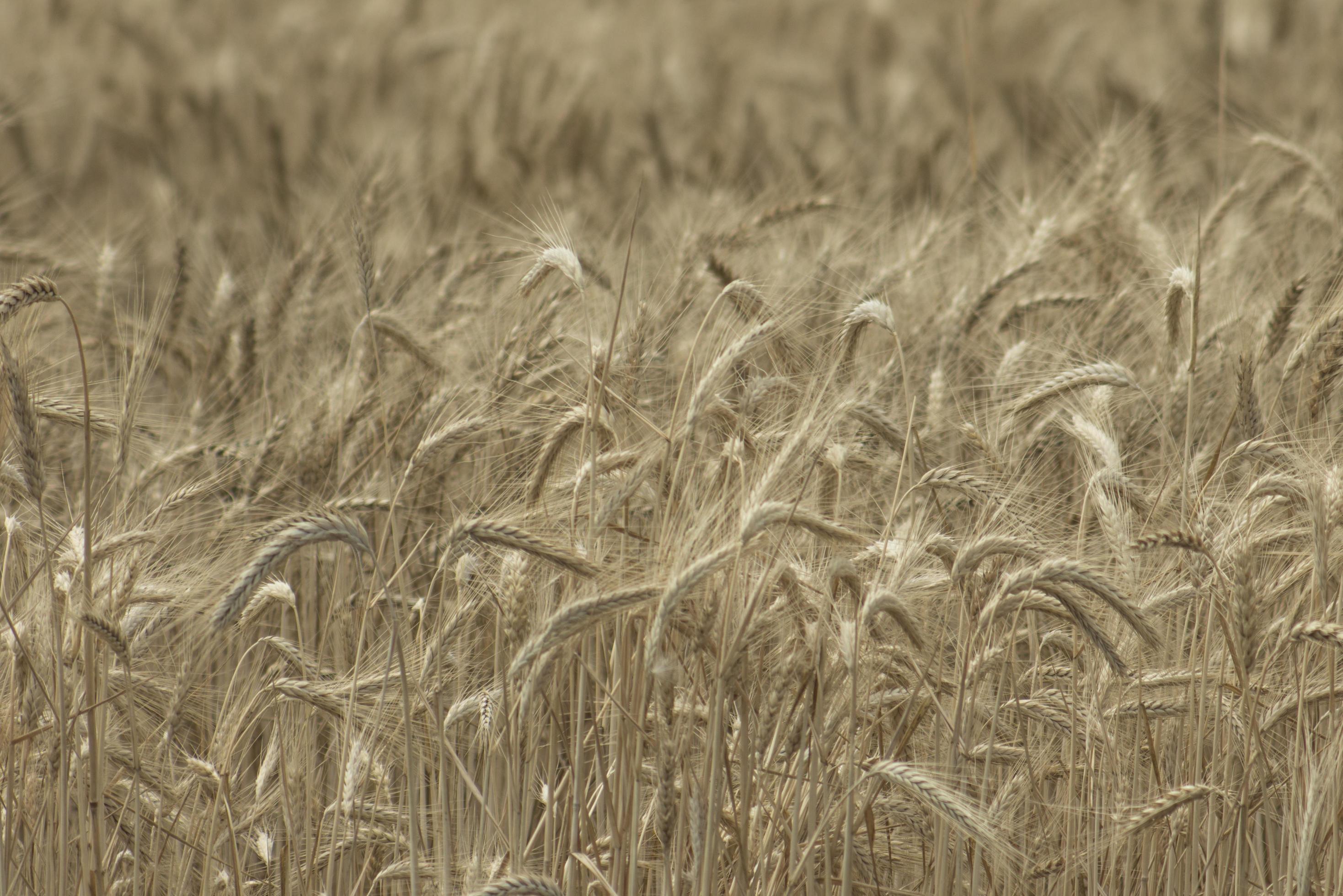 rye field Wheat wallpaper 2544794 Stock Photo at Vecteezy