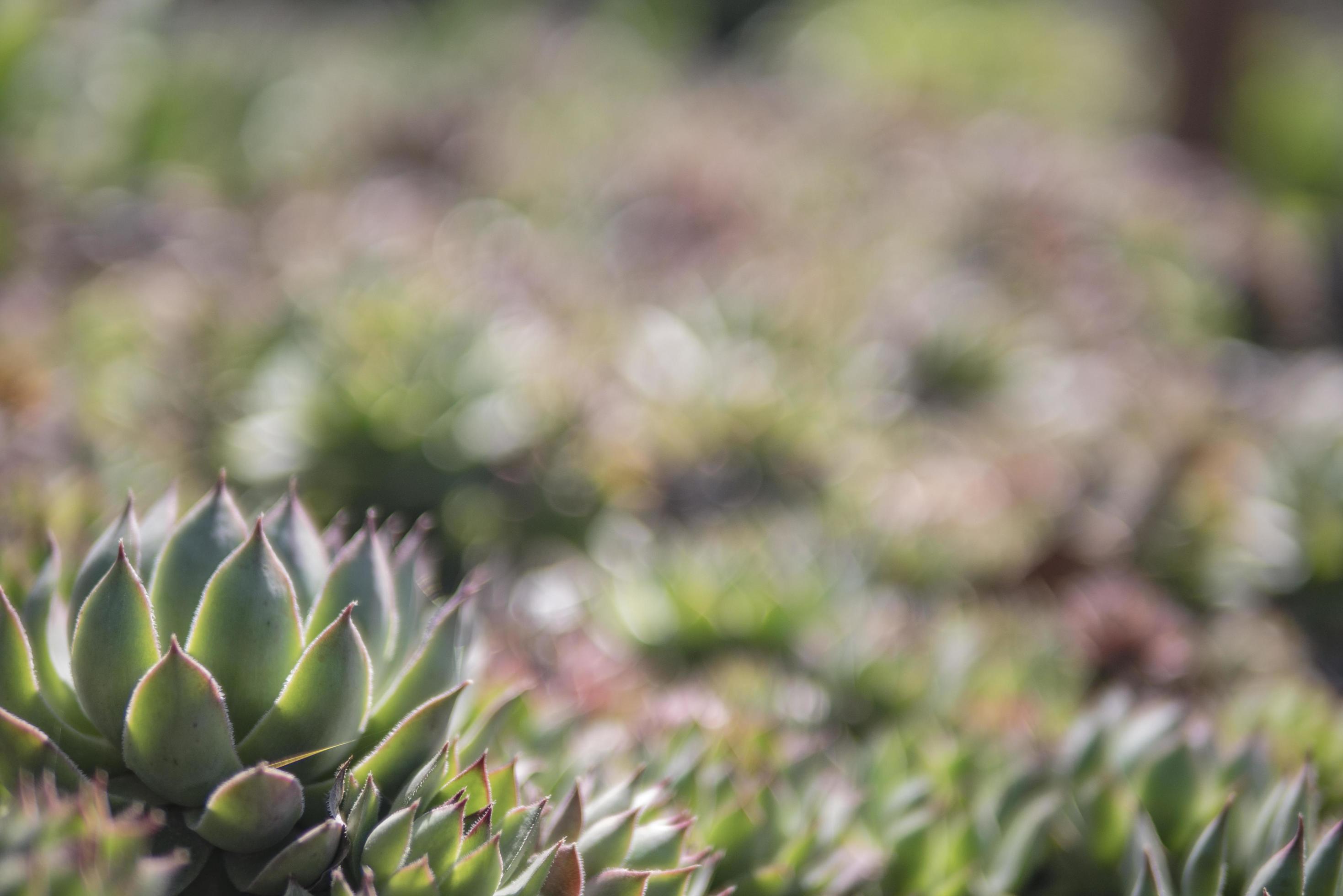 background of beautiful green succulents 2545062 Stock Photo at Vecteezy