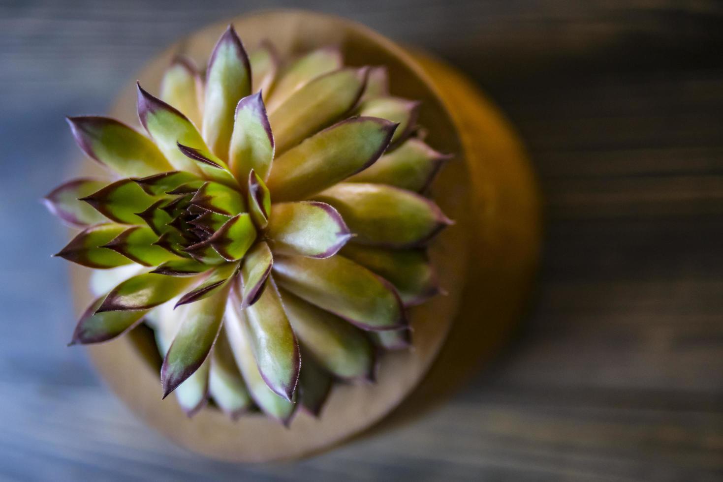 Foto de una planta suculenta de aloe verde sobre un fondo de madera