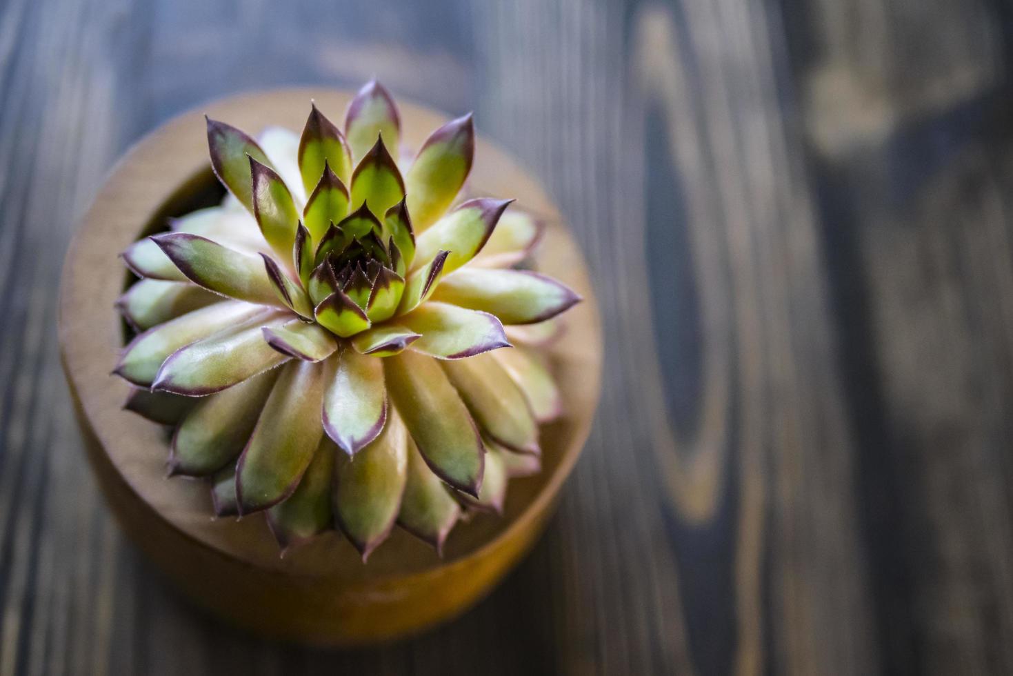 shot of a green aloe succulent plant on a wood background photo