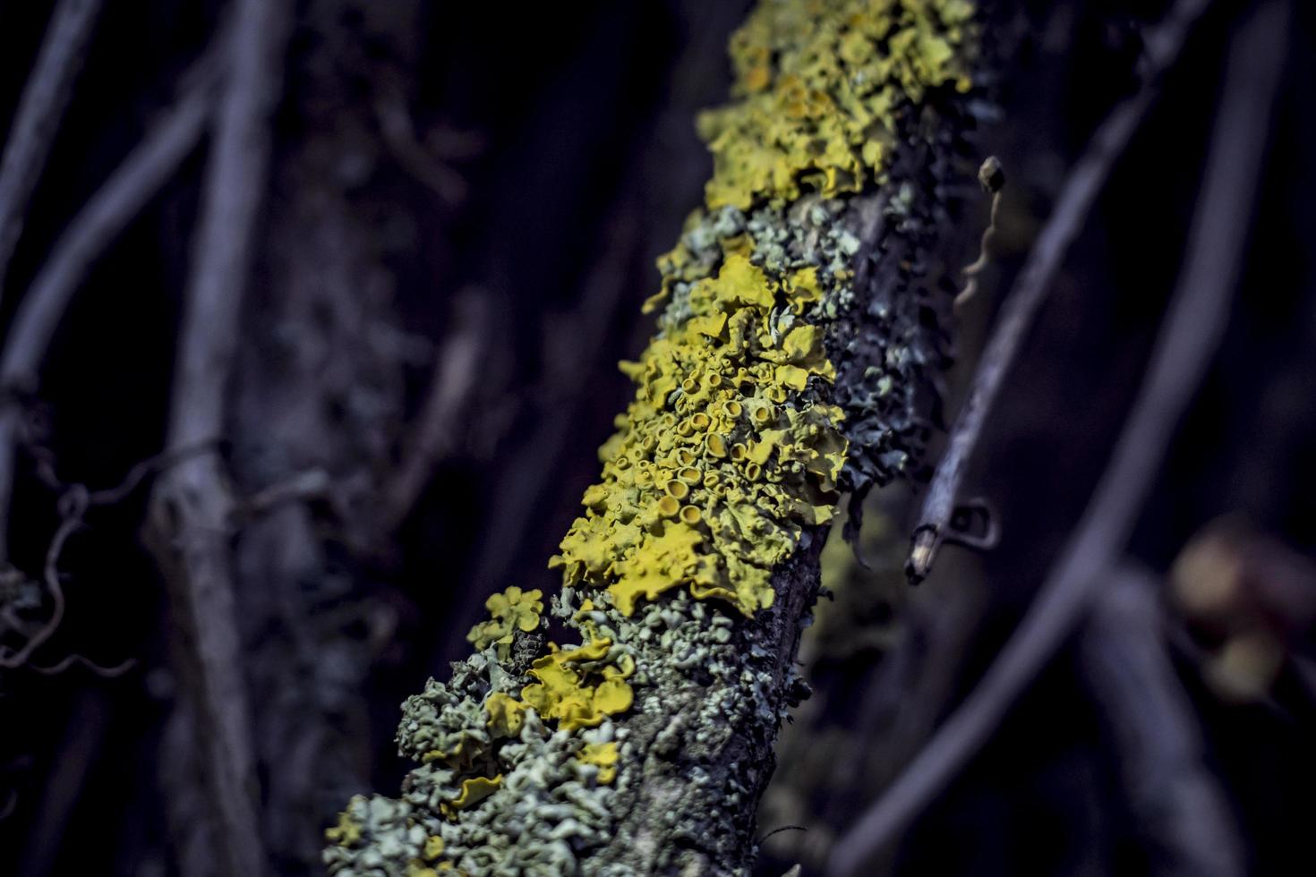 Liquen en una vid en un bosque lluvioso de cerca foto