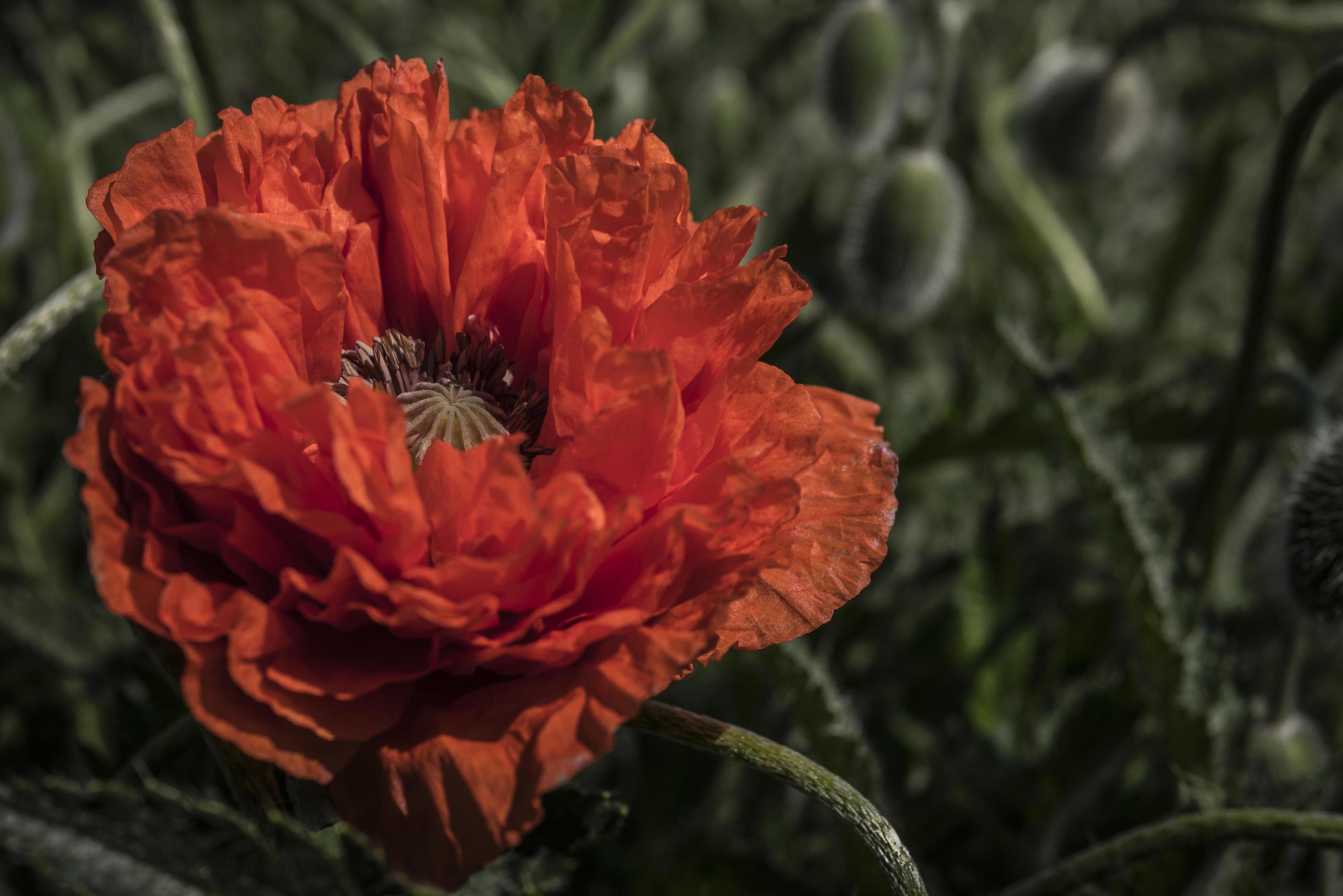 Scarlet poppy blossoms on a poppy wallpaper Opium flower 2545272 Stock