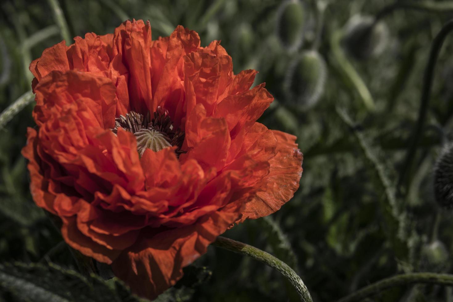 Scarlet poppy blossoms on a poppy wallpaper Opium flower photo