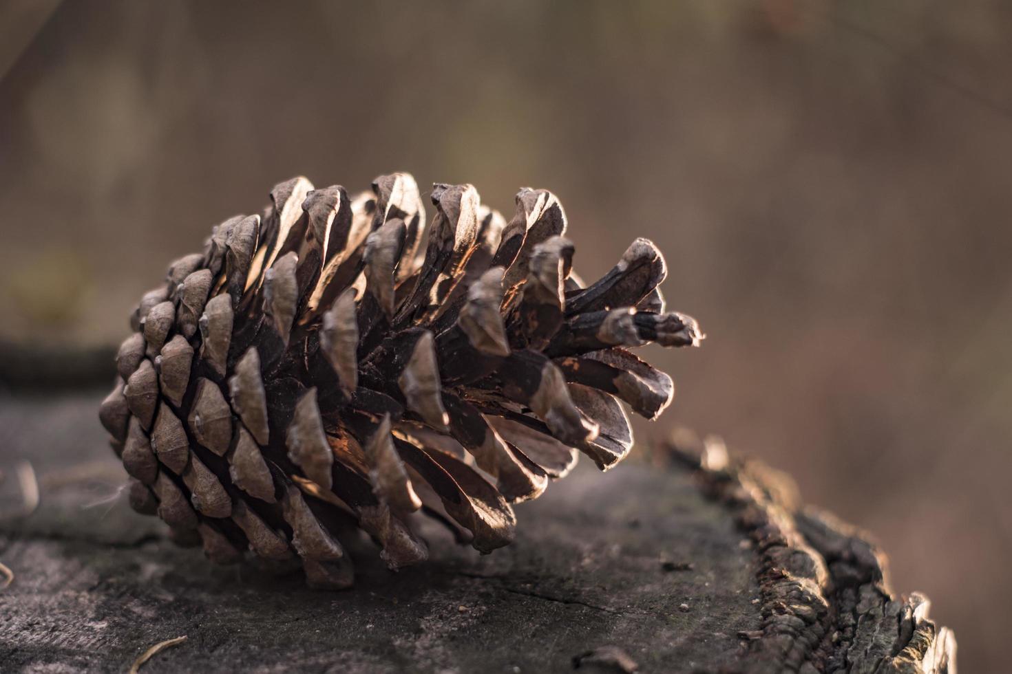 pine cone for the new year in the forest photo