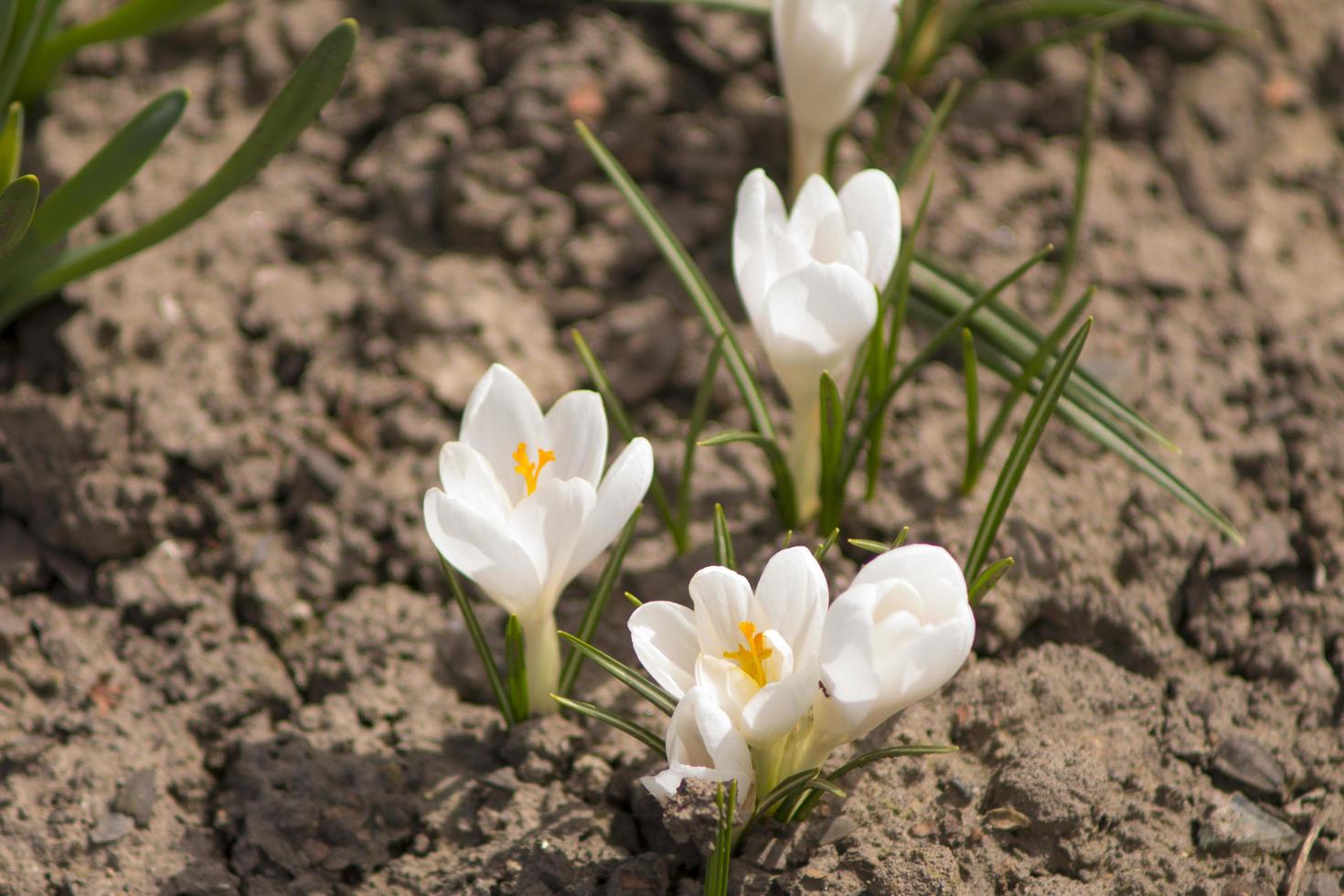 white crocuses wallpaper photo