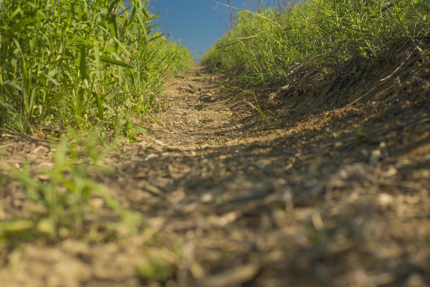 path green grass and blue sky photo