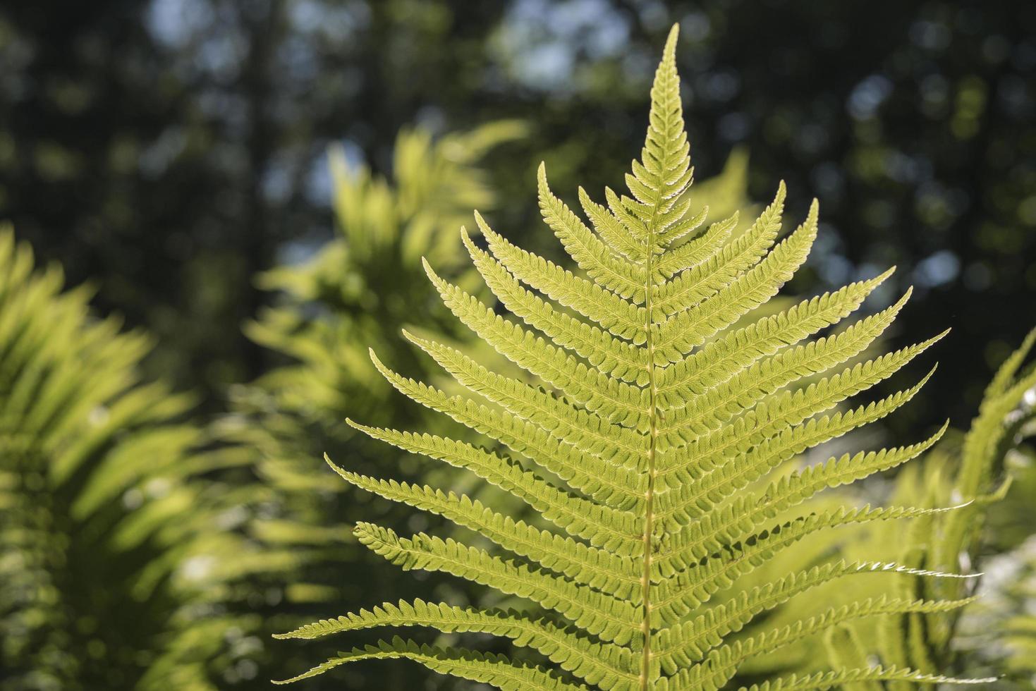 green leaf fern in the backlight of the sun green plants wallpaper photo