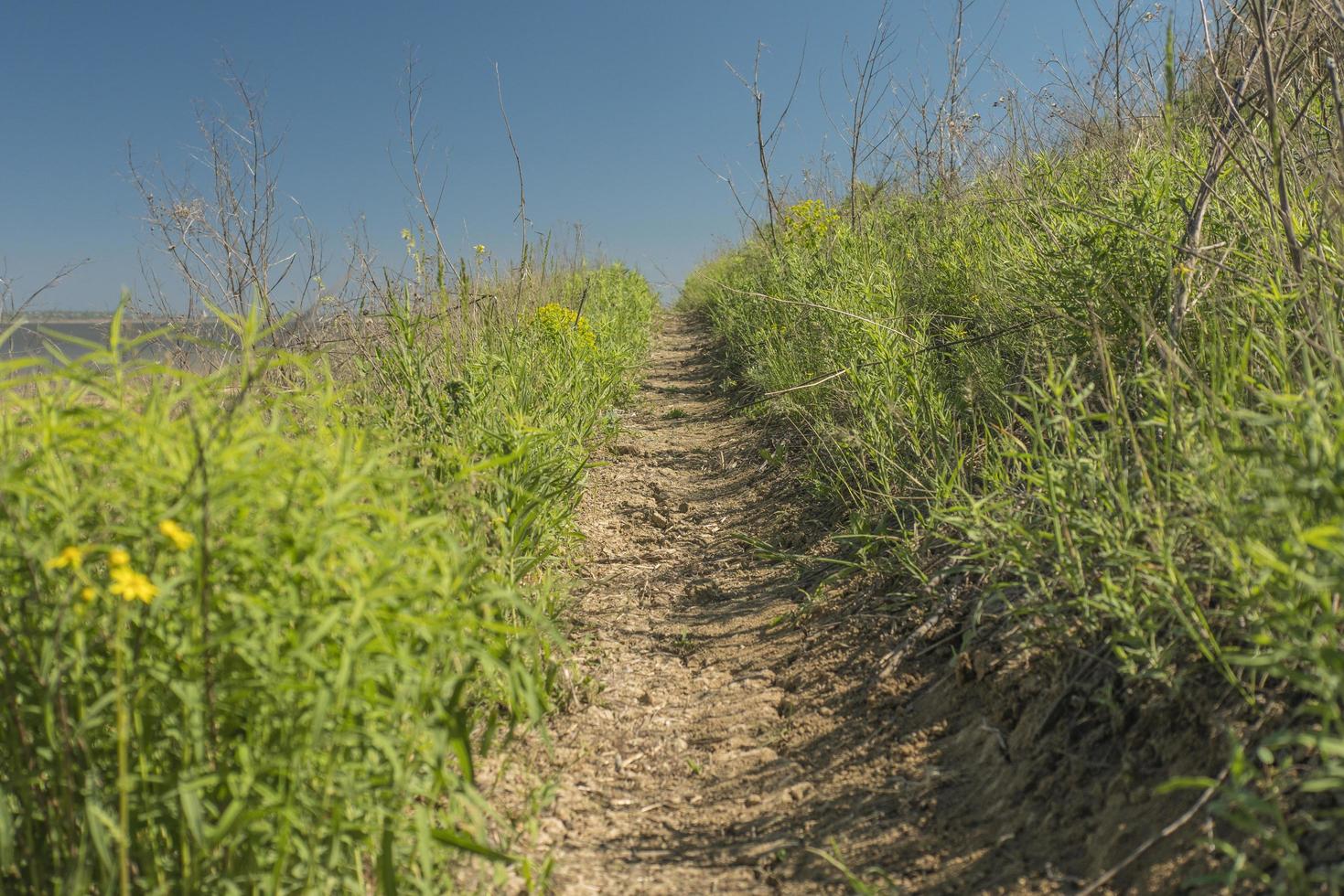 path in the grass photo