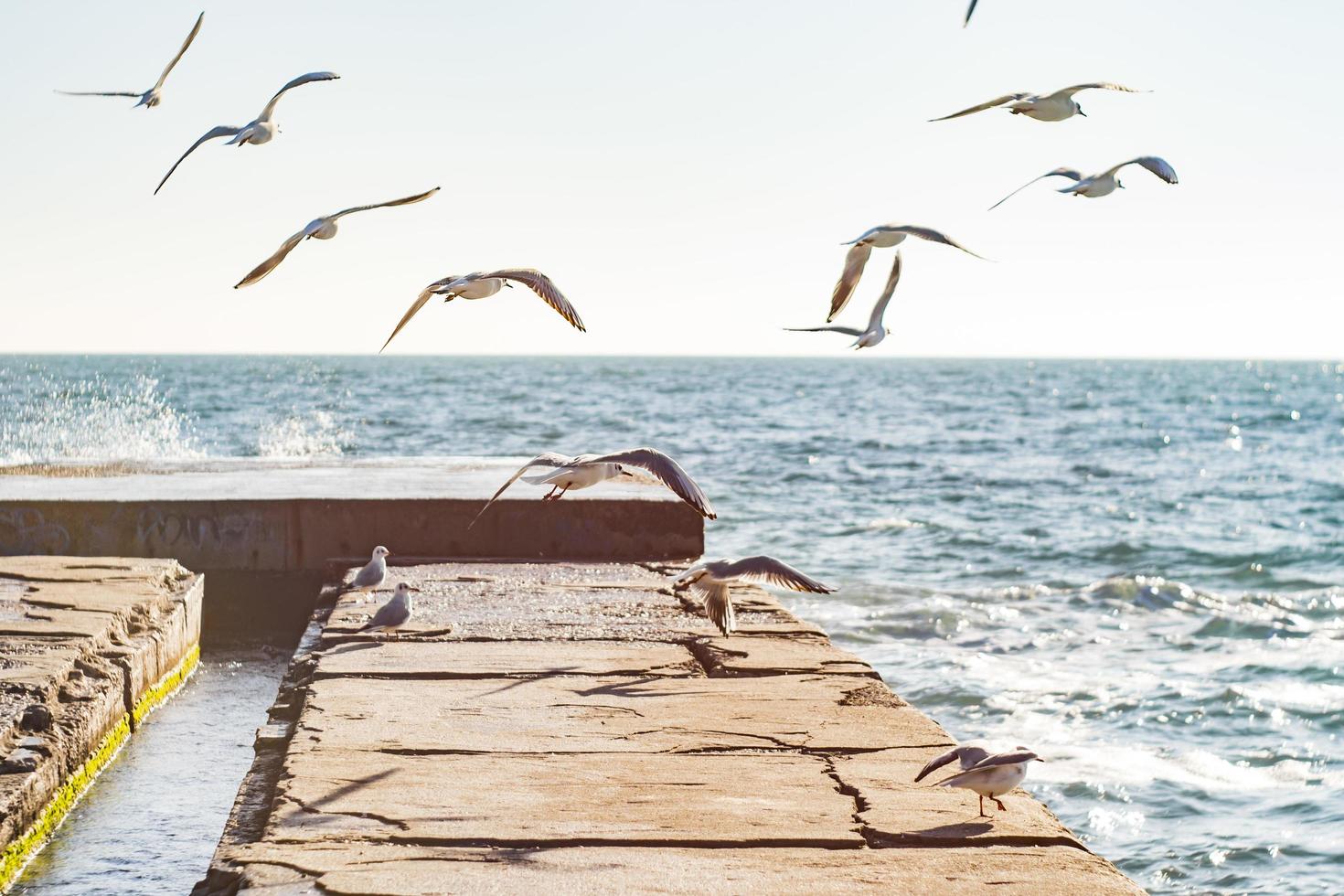 seagulls fly over the pier on the sea photo