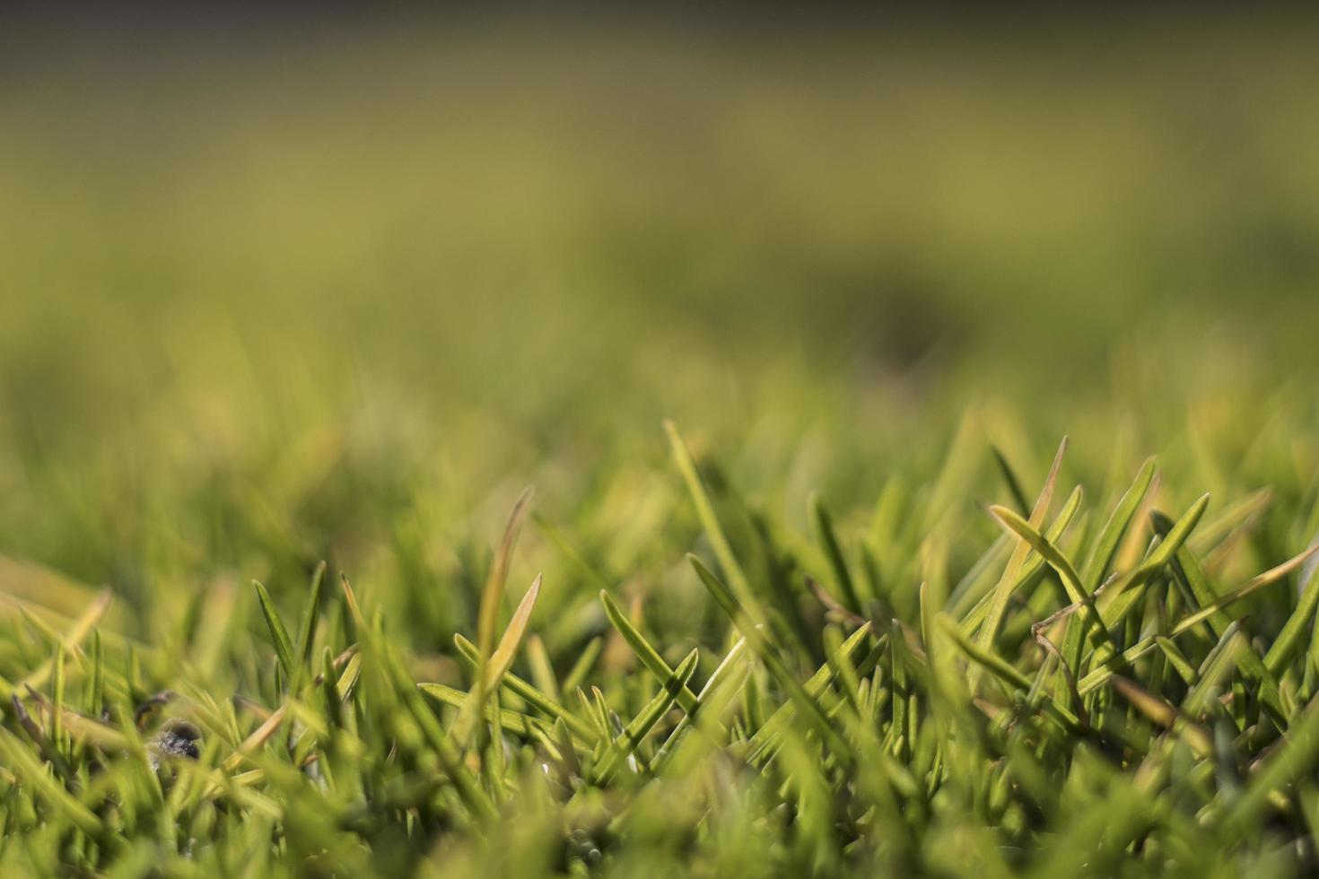 pasto verde en un día soleado de primavera foto