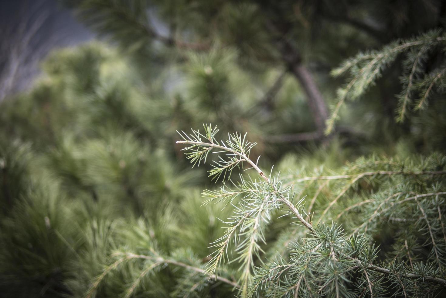 sprigs of conifer in the spring postcard photo