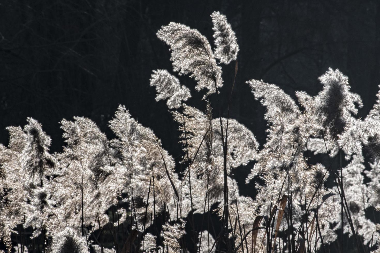 Cañas en flor en un estanque con luz de fondo foto