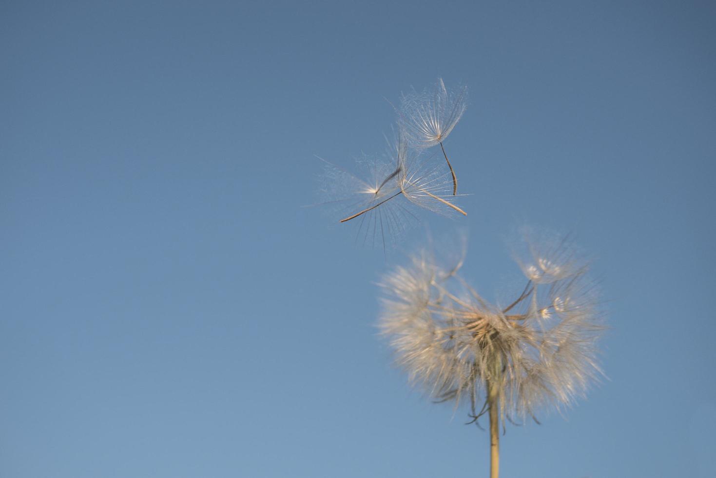 big white dandelion against the blue sky photo