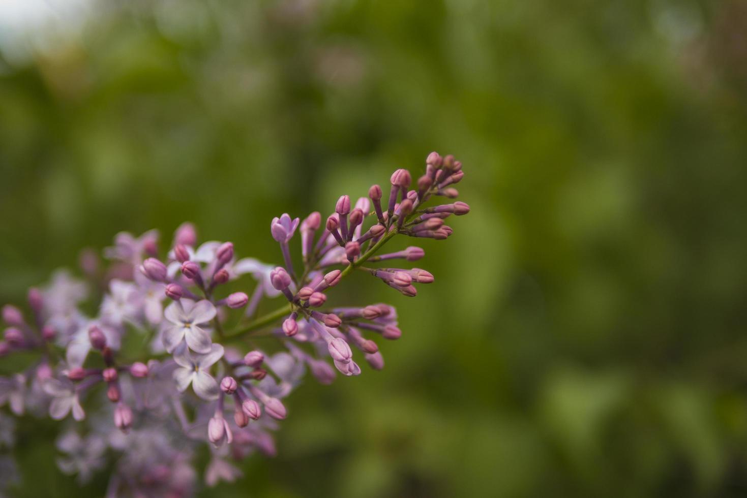 Lilac bloomed against the backdrop of a green park photo