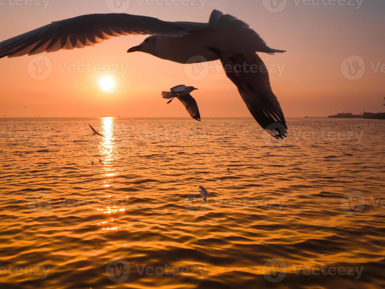 un ave marina, las gaviotas vuelan hacia la increíble puesta de sol foto