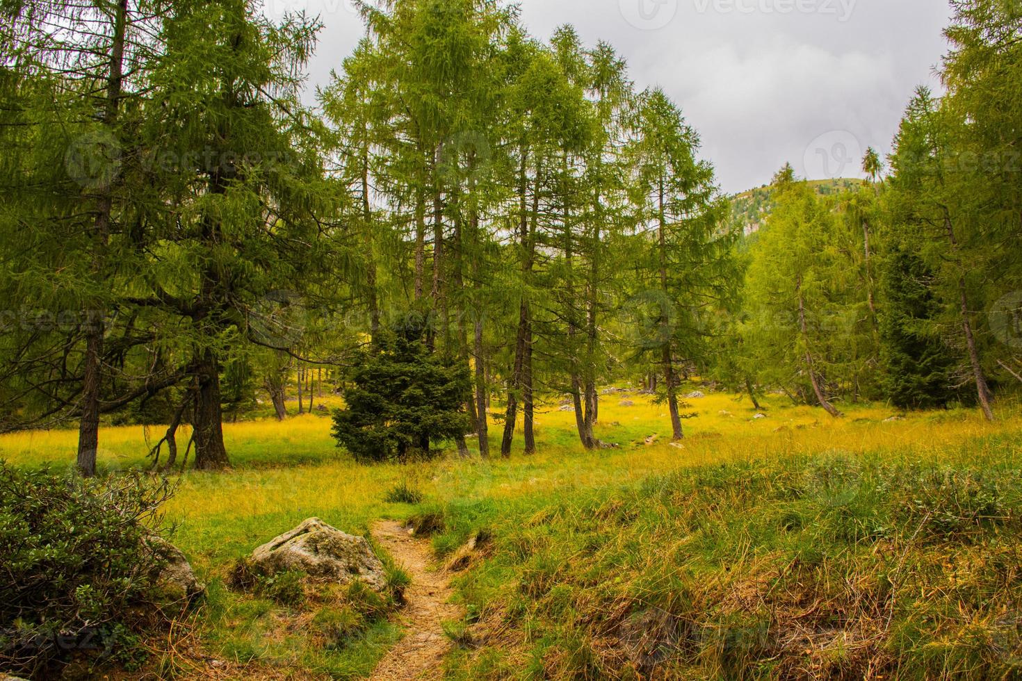Path through the trees photo