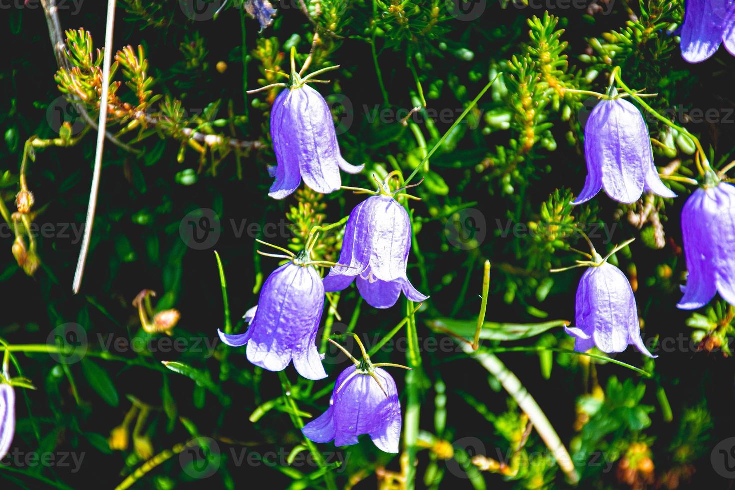 Group of bellflowers photo