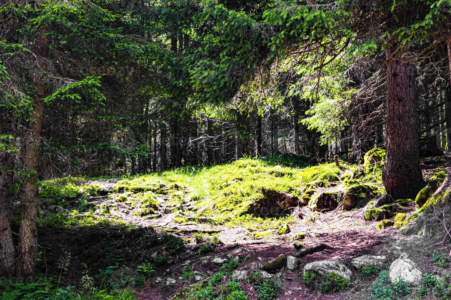 agua en el bosque foto