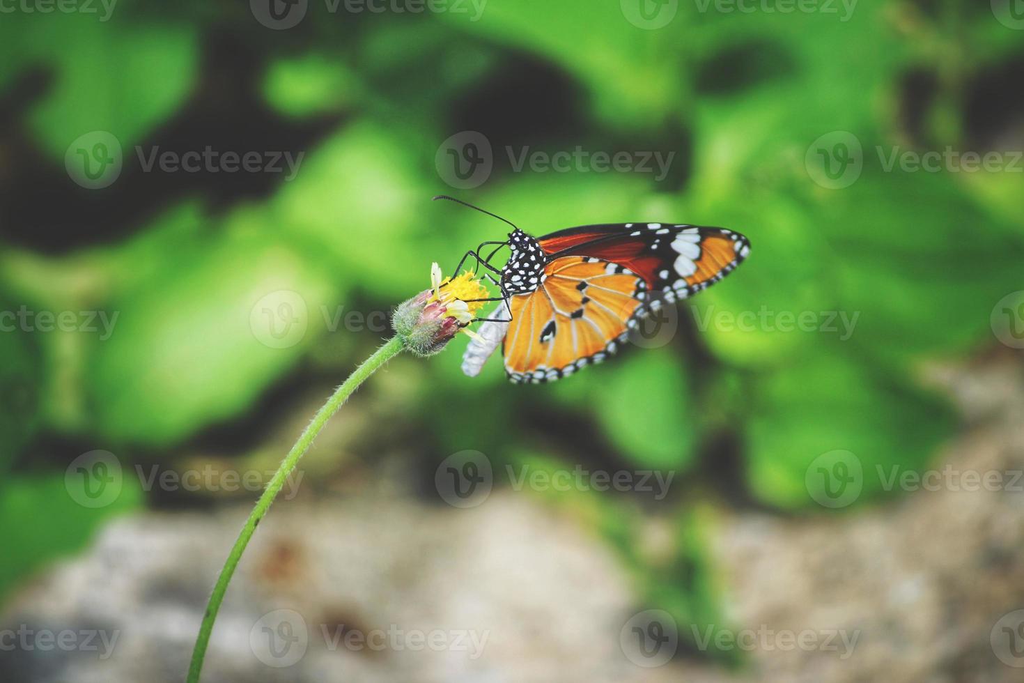 Queen butterfly perching on yellow flower during daytime photo