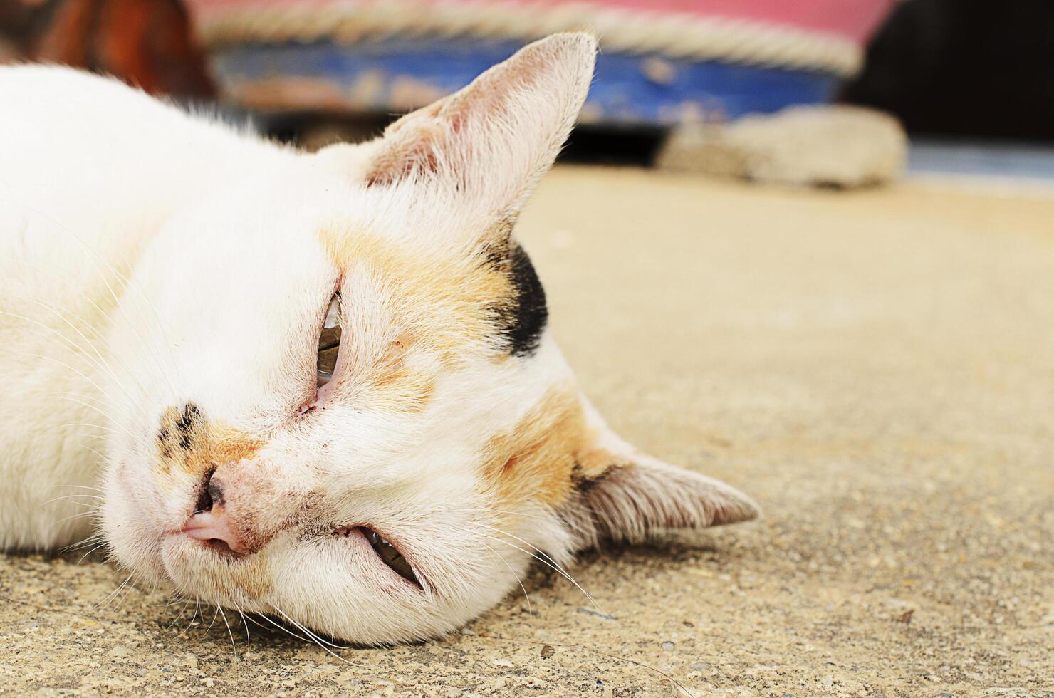 gato durmiendo en el suelo foto