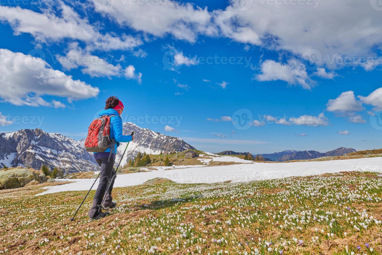 Una mujer camina en un prado de montaña con un azafrán en flor foto