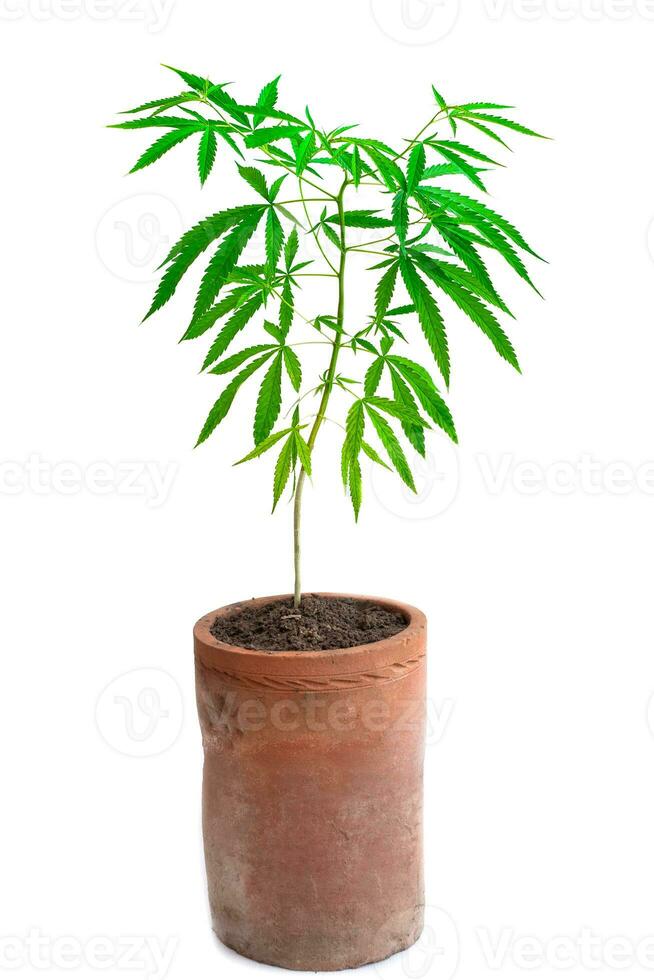 Plant cannabis growing in pot photo