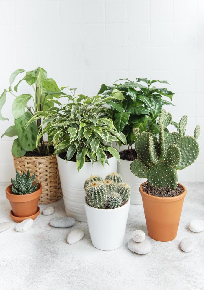 Different house plants on the table photo