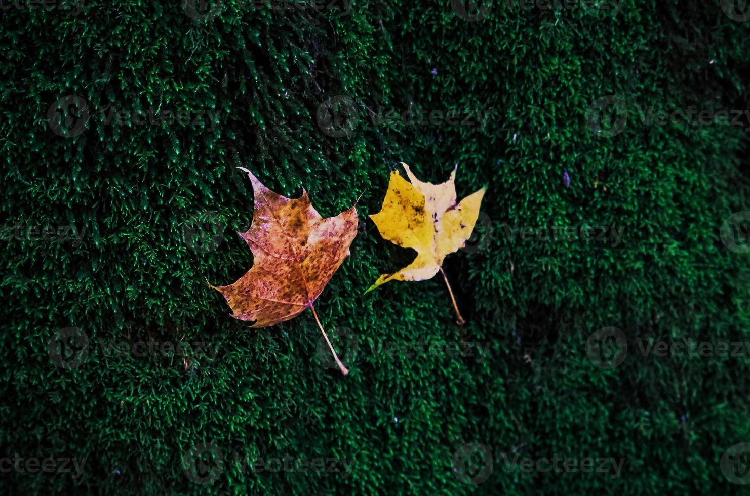 Two small yellow autumn maple leaves on green moss photo