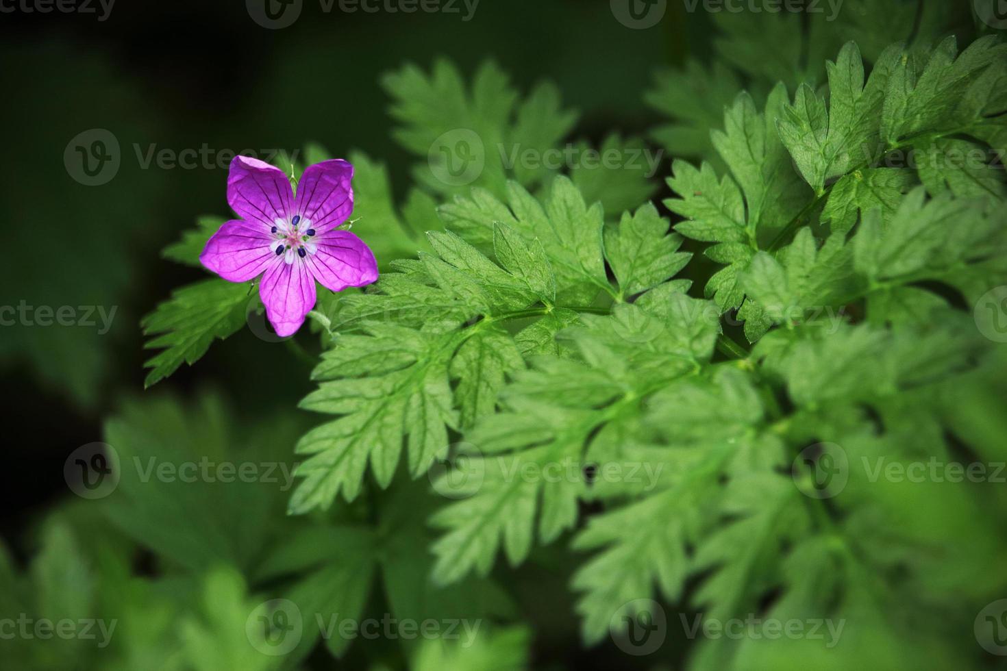 pequeña flor estrella morada con hojas de helecho foto